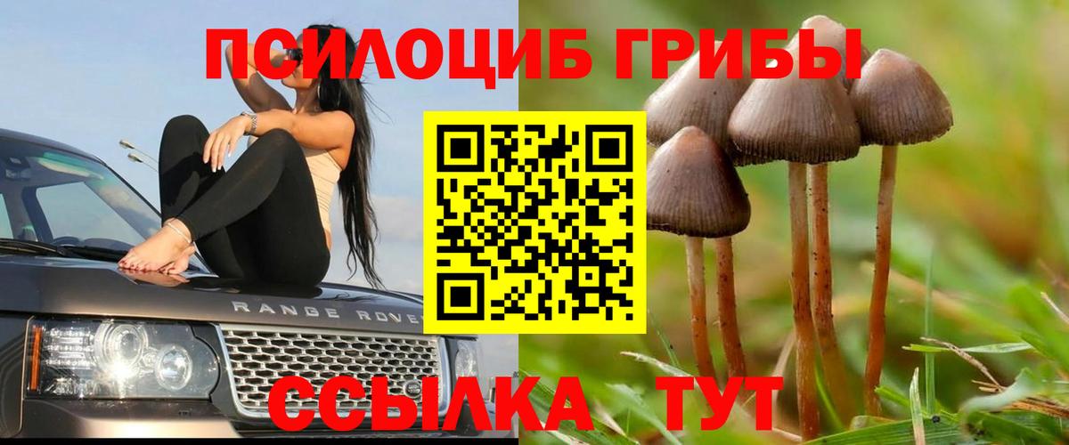 Галлюциногенные грибы прущие грибы Советск